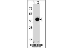 Western blot analysis of PHYH using rabbit polyclonal PHYH Antibody using 293 cell lysates (2 ug/lane) either nontransfected (Lane 1) or transiently transfected (Lane 2) with the PHYH gene.