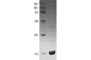 Validation with Western Blot