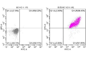 Two-color flow cytometric analysis showing 293F cells untransfected (Left) or transfected with GFP (Right) stained with ABIN7141875 at 1:200.