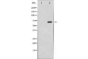 Western blot analysis of SRF expression in PMA treated NIH-3T3 whole cell lysates,The lane on the left is treated with the antigen-specific peptide. (SRF anticorps  (N-Term))