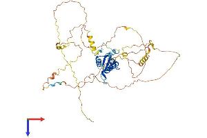 AlphaFold protein structure predicition of Human Recombinant FOXD1 Protein, UniprotID Q16676