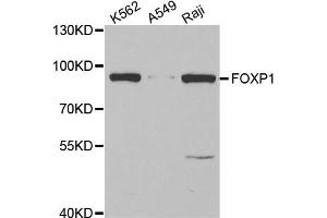 Western blot analysis of extracts of various cell lines, using FOXP1 antibody. (FOXP1 anticorps)