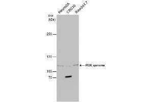 WB Image Various whole cell extracts (30 μg) were separated by 5% SDS-PAGE, and the membrane was blotted with PI3K gamma antibody [C3], C-term , diluted at1:500. (PIK3 gamma anticorps  (C-Term))
