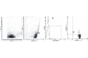 Image no. 2 for anti-Transforming Growth Factor, beta 1 (TGFB1) antibody (ABIN1109227) (TGFB1 anticorps)