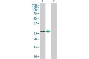 Western Blot analysis of SLC25A5 expression in transfected 293T cell line by SLC25A5 MaxPab polyclonal antibody.