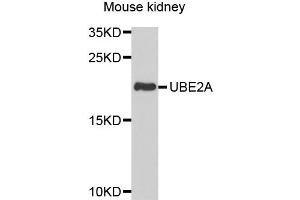 Western blot analysis of extracts of mouse kidney, using UBE2A antibody.