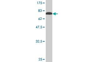Western Blot detection against Immunogen (76.
