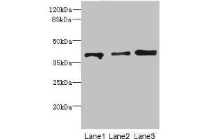 Western blot All lanes: GABPB1antibody at 1. (GABPB1 anticorps  (AA 231-395))
