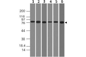 Image no. 1 for anti-conserved Helix-Loop-Helix Ubiquitous Kinase (CHUK) antibody (ABIN5027766) (IKK alpha anticorps)
