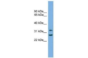FSTL1 antibody used at 0.