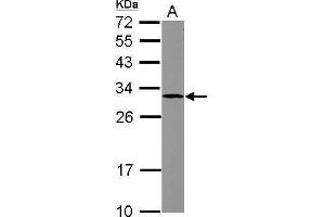 WB Image Sample (30 ug of whole cell lysate) A: HCT116 12% SDS PAGE antibody diluted at 1:1000 (SOCS3 anticorps  (C-Term))