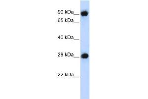 WB Suggested Anti-PSMA3 Antibody Titration: 0. (PSMA3 anticorps  (Middle Region))