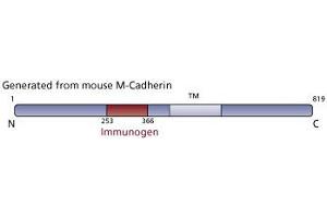 Image no. 2 for anti-M-Cadherin (CDH15) (AA 253-366) antibody (ABIN968364) (CDH15 anticorps  (AA 253-366))