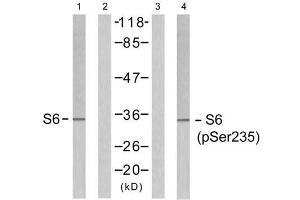 Western blot analysis of extracts from 293 cells untreated or treated with serum (10%, 15min), using S6 Ribosomal protein (Ab-235) antibody (E021225, Line 1 and 2) and S6 Ribosomal protein (phospho-Ser235) antibody (E011232, Line 3 and 4). (RPS6 anticorps)