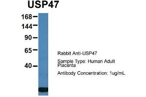 Host: Rabbit  Target Name: USP47  Sample Tissue: Human Adult Placenta  Antibody Dilution: 1.