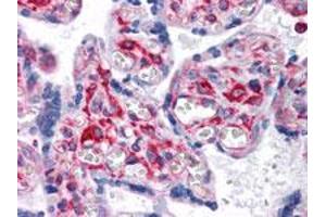 Immunohistochemical analysis of paraffin-embedded human placenta tissue using VCAM1 monoclonal antobody, clone 6G9  with DAB staining. (VCAM1 anticorps)