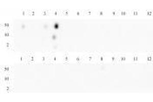 Histone H3K4me3 antibody specificity is shown by Dot Blot. (Recombinant Histone 3 anticorps  (H3K4me3))
