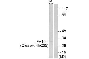 Western blot analysis of extracts from rat liver cells, using FA10 (activated heavy chain, Cleaved-Ilantibody.