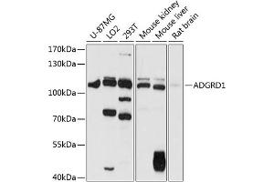 Western blot analysis of extracts of various cell lines, using  antibody (ABIN6127782, ABIN6136571, ABIN6136572 and ABIN6216331) at 1:1000 dilution. (G Protein-Coupled Receptor 133 anticorps  (AA 805-874))