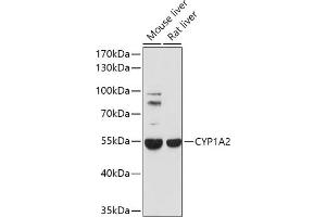 Western blot analysis of extracts of various cell lines, using CYP1 antibody (ABIN1679470, ABIN3015030, ABIN3015031 and ABIN6213604) at 1:1000 dilution. (CYP1A2 anticorps  (AA 205-305))