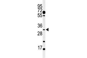 Western blot analysis of PHO3 antibody and mouse testis tissue lysate. (APOBEC3B anticorps  (AA 299-330))