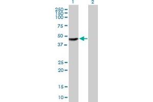Western Blot analysis of TTC23 expression in transfected 293T cell line by TTC23 MaxPab polyclonal antibody. (TTC23 anticorps  (AA 1-393))