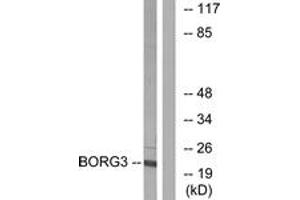 Western blot analysis of extracts from Jurkat cells, using BORG3 Antibody. (CDC42EP5 anticorps  (AA 1-50))