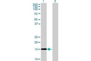 Western Blot analysis of RAG1AP1 expression in transfected 293T cell line ( H00055974-T01 ) by RAG1AP1 MaxPab polyclonal antibody.