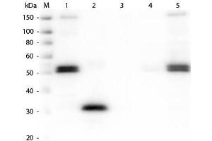 Western Blot of Anti-Rat IgG F(c) (RABBIT) Antibody . (Lapin anti-Rat IgG (Fc Region) Anticorps - Preadsorbed)