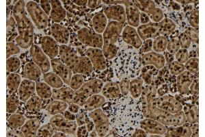 ABIN6265632 and ABIN6277109 at 1/100 staining Rat kidney tissue by IHC-P.