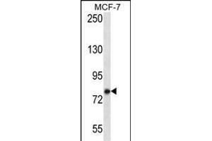 KCTD3 Antibody (C-term) (ABIN657241 and ABIN2846340) western blot analysis in MCF-7 cell line lysates (35 μg/lane). (KCTD3 anticorps  (C-Term))