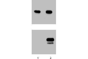 Western Blotting (WB) image for anti-Signal Transducer and Activator of Transcription 1, 91kDa (STAT1) (pTyr701) antibody (ABIN968780) (STAT1 anticorps  (pTyr701))