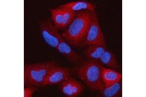 IF analysis of RAP1GAP using anti-RAP1GAP antibody (ABIN7599729). (RAP1GAP anticorps  (AA 11-661))