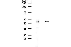 Western blot analysis of lysates from Mouse brain, using ENO1 Antibody at 1/1000 dilution.