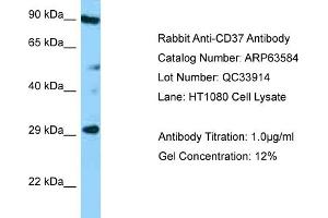 Western Blotting (WB) image for anti-Tetraspanin 26 (TSPAN26) (Middle Region) antibody (ABIN2789555) (CD37 anticorps  (Middle Region))