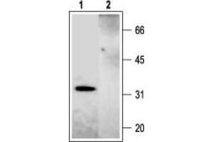 Syntaxin 2 (STX2) peptide