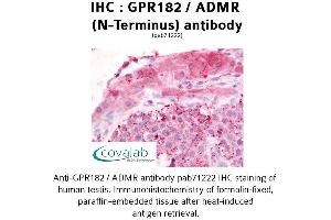 Image no. 1 for anti-G Protein-Coupled Receptor 182 (GPR182) (N-Term) antibody (ABIN1735015) (G Protein-Coupled Receptor 182 anticorps  (N-Term))