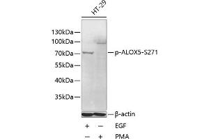 Western blot analysis of extracts of HT-29 cells, using Phospho--S271 antibody (ABIN6135181, ABIN6136008, ABIN6136009 and ABIN6225593) at 1:1000 dilution. (ALOX5 anticorps  (pSer271))