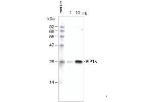 1ug and 10ug of crude membrane fraction/lane from Arabidopsis thaliana wereseparated on 12 % SDS-PAGE and blotted 1h to PVDF membrane (40 min. (PIP1,1/PIP1,2/PIP1,3 anticorps)