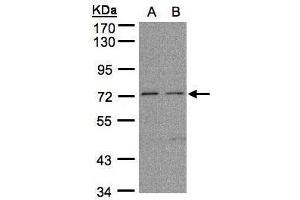 WB Image Sample (30μg whole cell lysate) A: H1299 B: HeLa S3, 7.