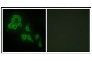 Immunofluorescence analysis of HepG2 cells, using Collagen V alpha2 Antibody.