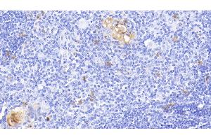 Detection of S100A12 in Bovine Thymus Tissue using Polyclonal Antibody to S100 Calcium Binding Protein A12 (S100A12) (S100A12 anticorps  (AA 2-92))
