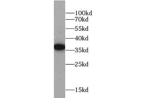 Western blot analysis of HeLa cells subjected to SDS-PAGE, using FOLR1 antibody (1/1000 dilution). (FOLR1 anticorps)