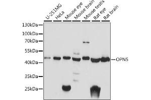 Western blot analysis of extracts of various cell lines, using OPN5 antibody (ABIN7269104) at 1:1000 dilution. (OPN5 anticorps  (AA 200-300))