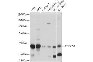 Western blot analysis of extracts of various cell lines, using CCDC50 Rabbit pAb (ABIN7266439) at 1:1000 dilution.