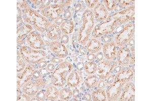 Immunohistochemistry of paraffin-embedded Mouse kidney using GPC3 Polyclonal Antibody at dilution of 1:100 (40x lens).