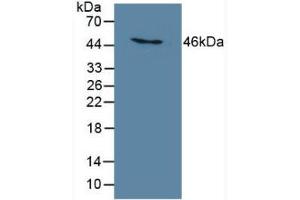 Detection of MB21D1 in Human THP-1 Cells using Polyclonal Antibody to Mab21 Domain Containing Protein 1 (MB21D1) (C6orf150 anticorps  (AA 211-395))