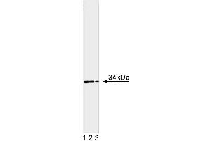 Western blot analysis of Cdk1 on a HeLa lysate. (CDK1 anticorps  (AA 283-297))