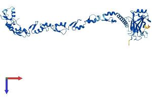 AlphaFold protein structure predicition of Mouse Recombinant Traf4 Protein, UniprotID Q61382