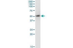 Immunoprecipitation of ARMC6 transfected lysate using anti-ARMC6 monoclonal antibody and Protein A Magnetic Bead , and immunoblotted with ARMC6 monoclonal antibody. (ARMC6 anticorps  (AA 1-476))